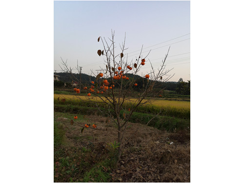 柿子樹